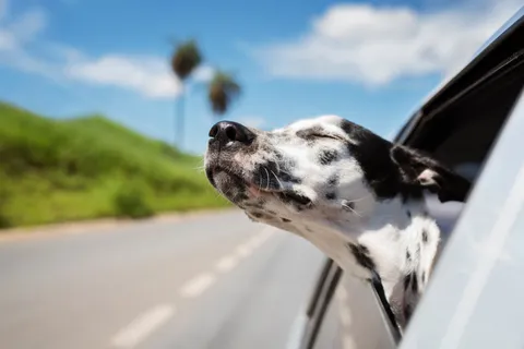 Hund steckt Nase aus dem Fenster