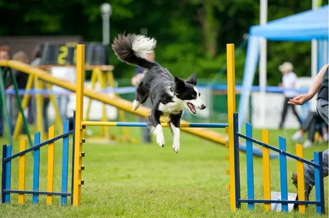 Hundesport - Agility