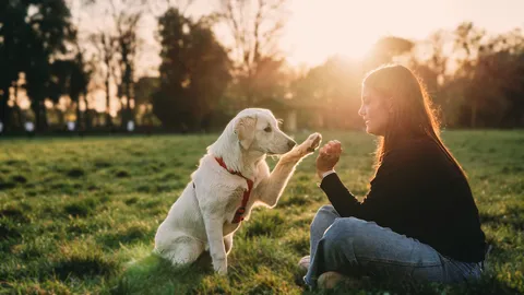 Frau gibt Hund High Five auf Wiese